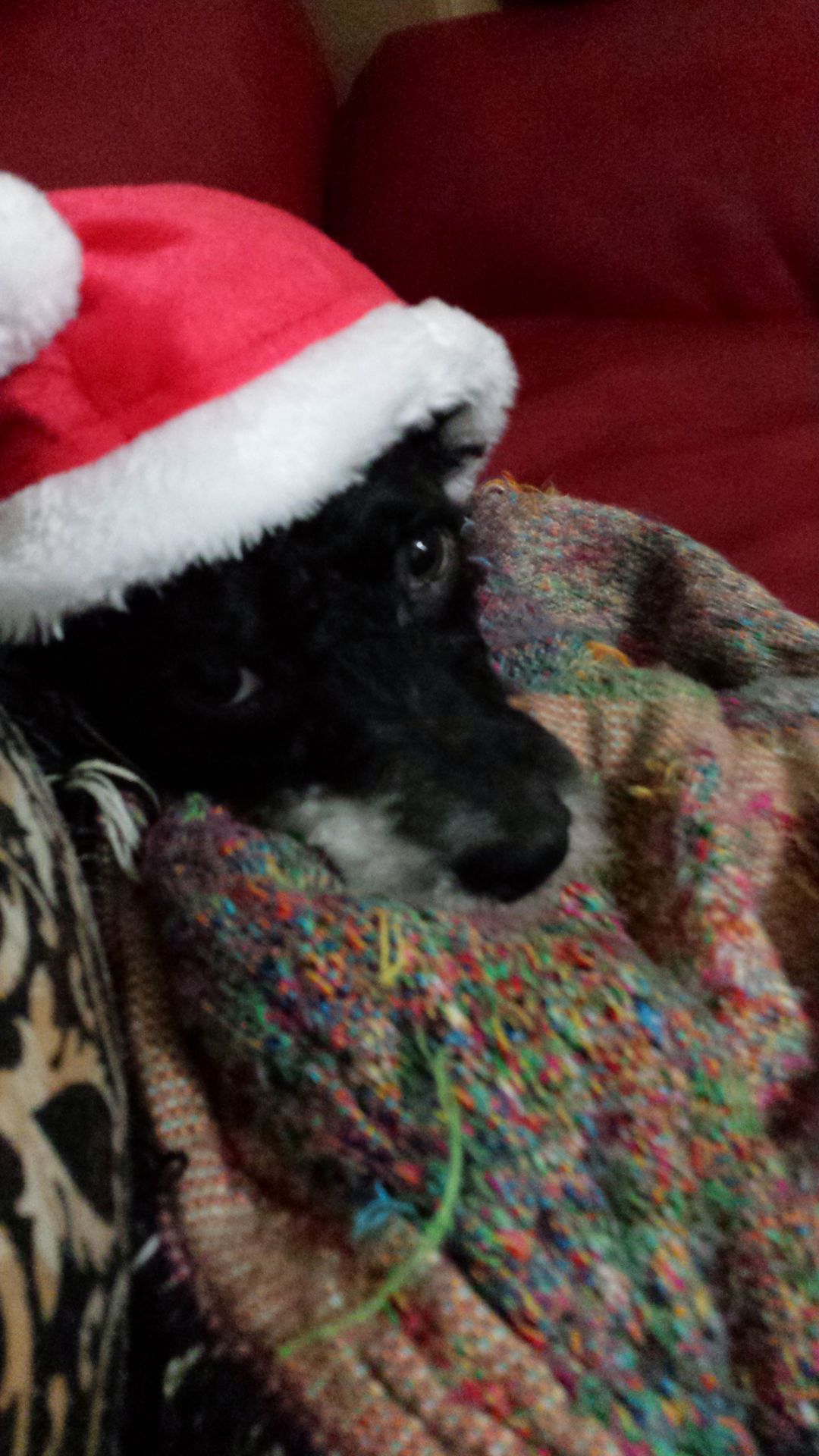 Holiday pet photos